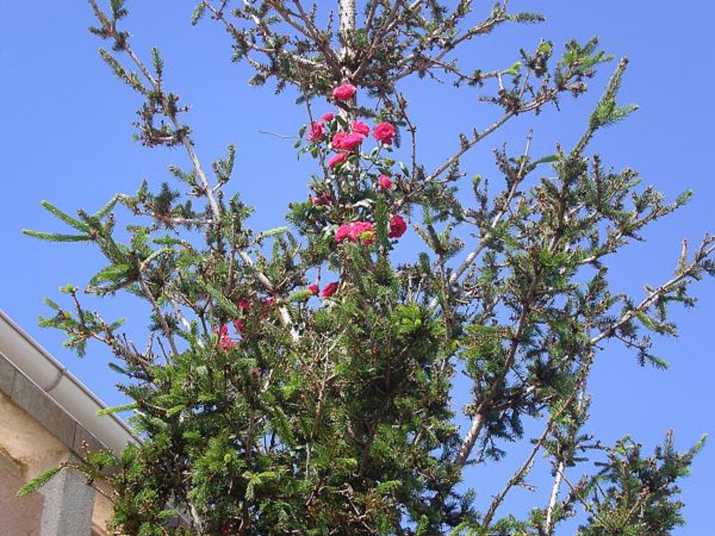 Image 3812710 - 13