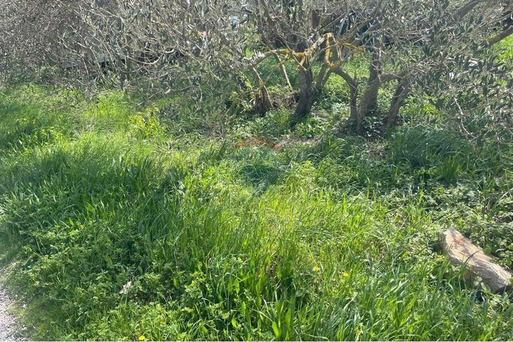 Image 13