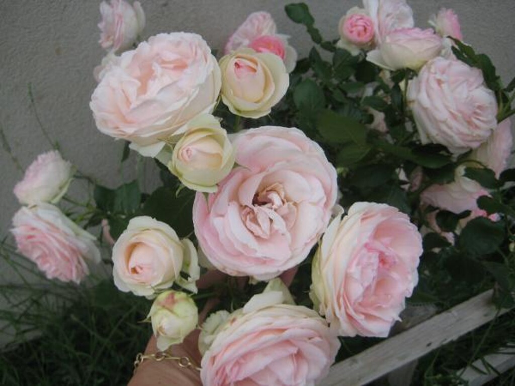 Image 3814371 - 1