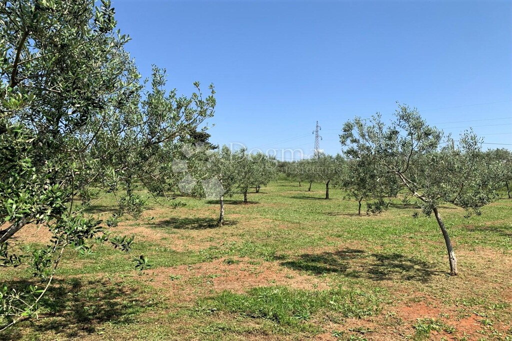 Image 19