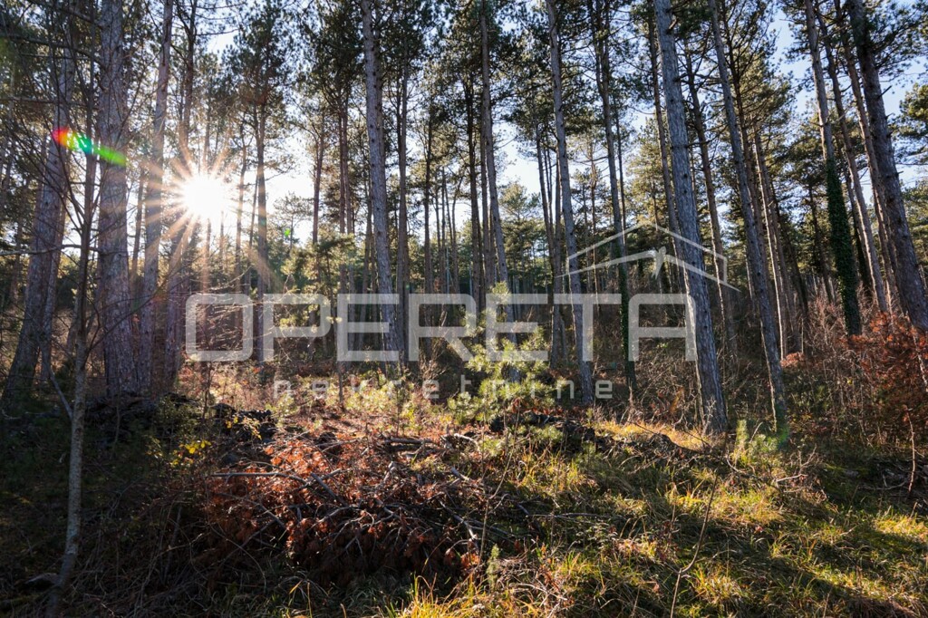 Image 15