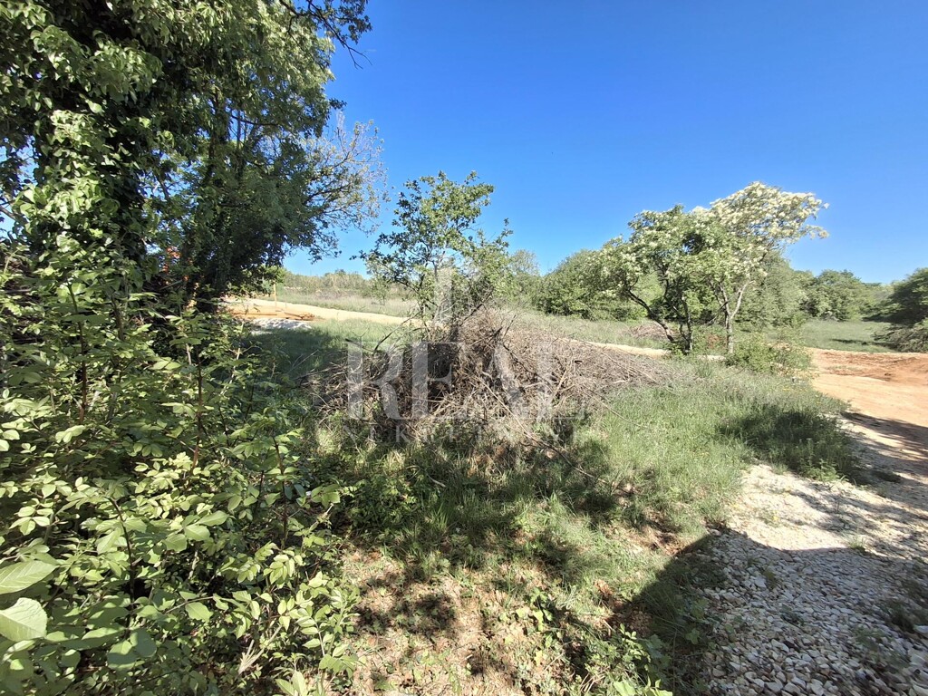 Image 13