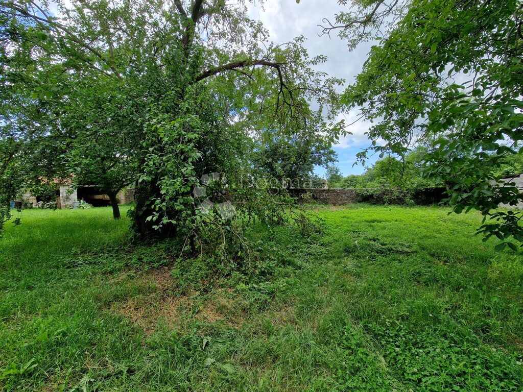 Image 19