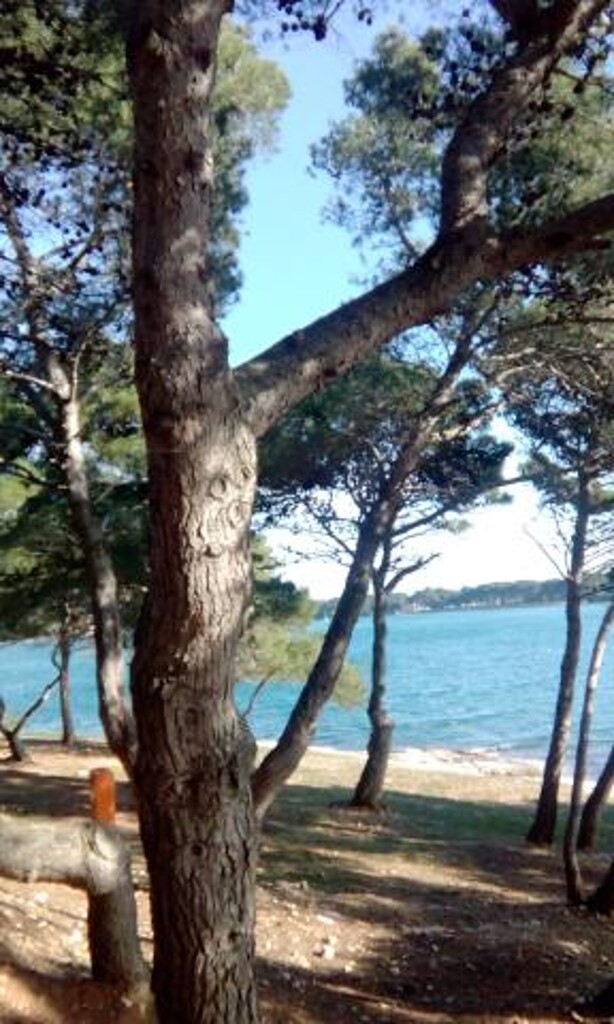 Image 12