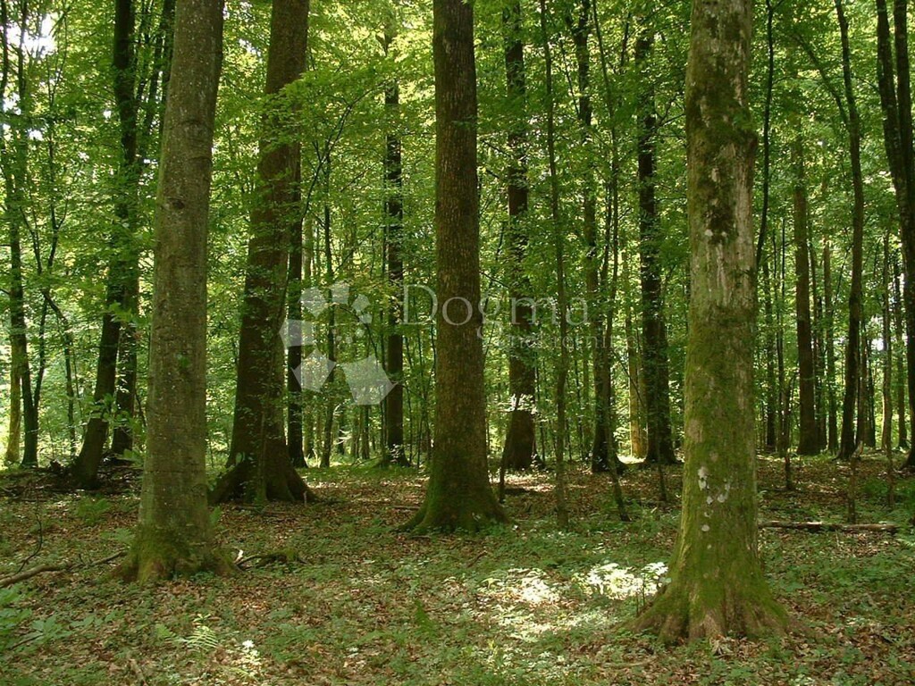 Image 5181181 - 1