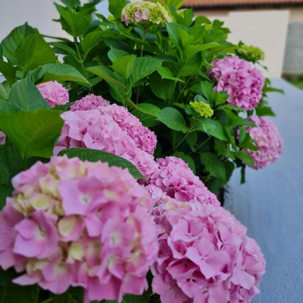 Image 22