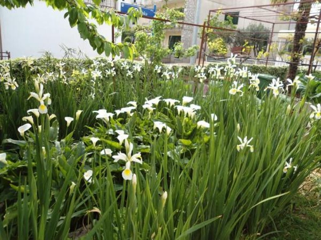 Image 10