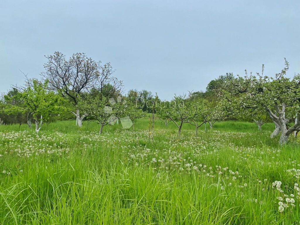 Image 15