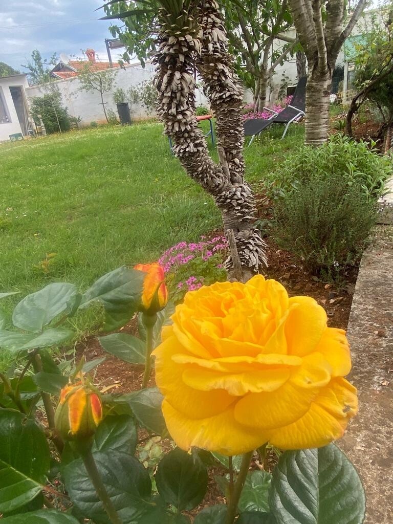 Image 17