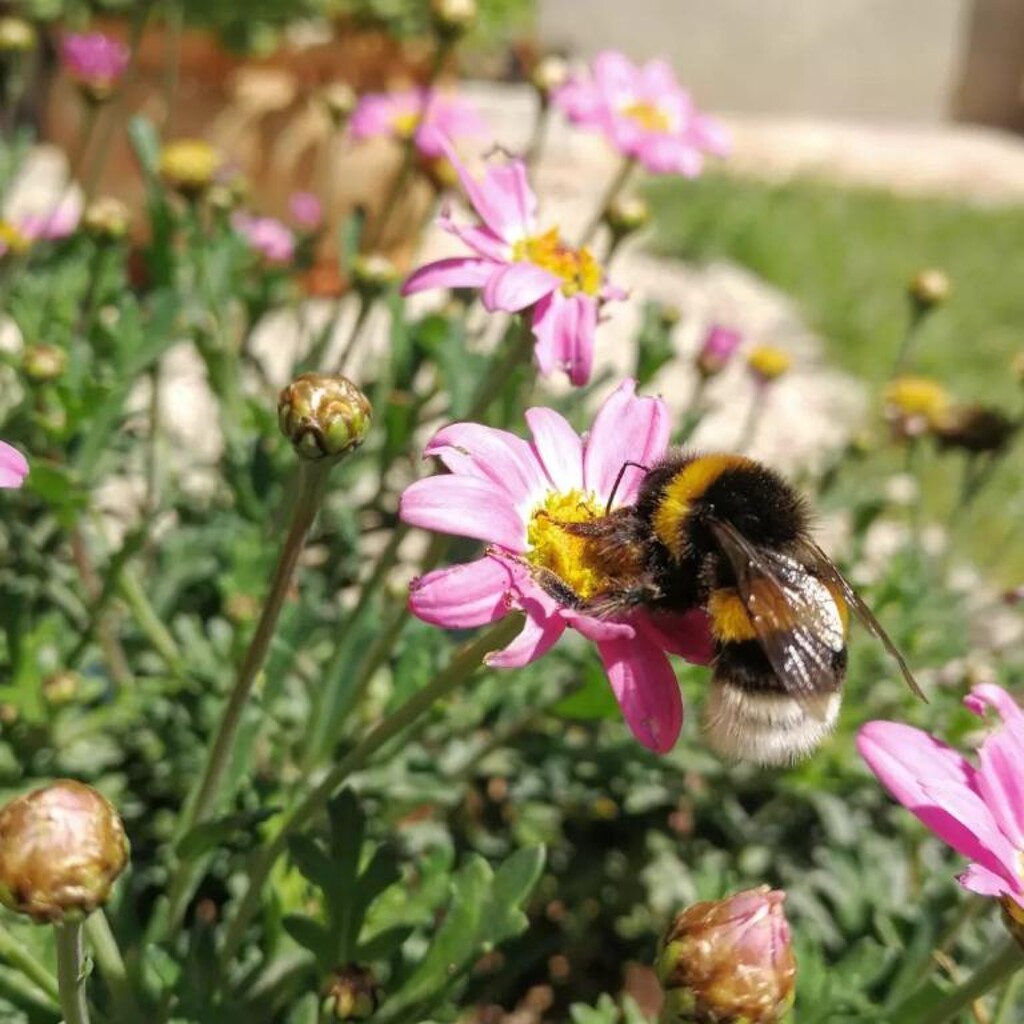 Image 15