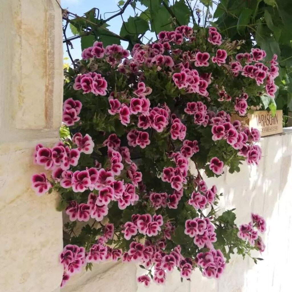 Image 13