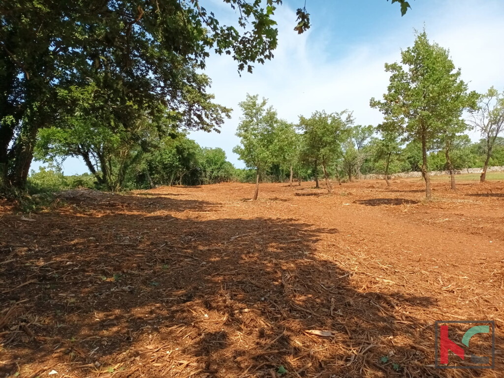 Image 21