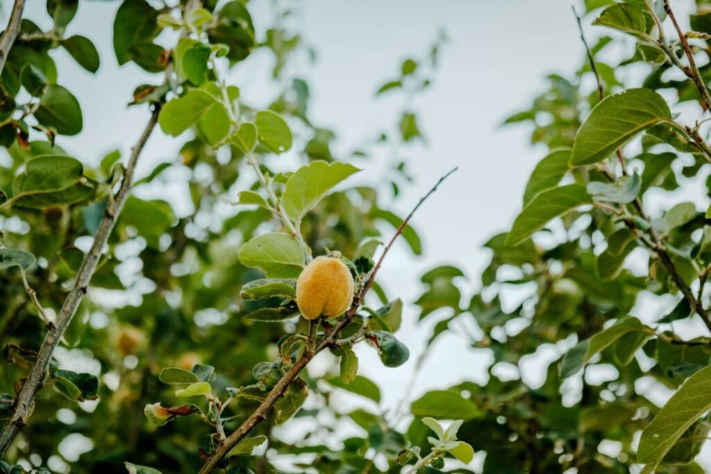 Image 13
