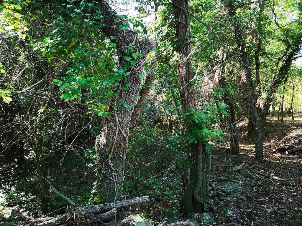 Image 8