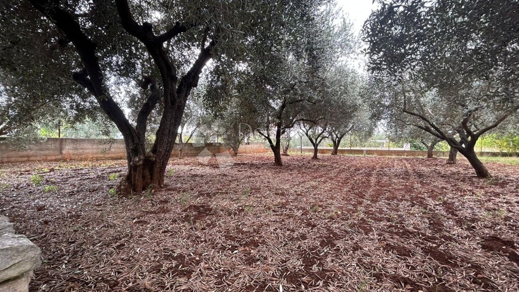 Image 13