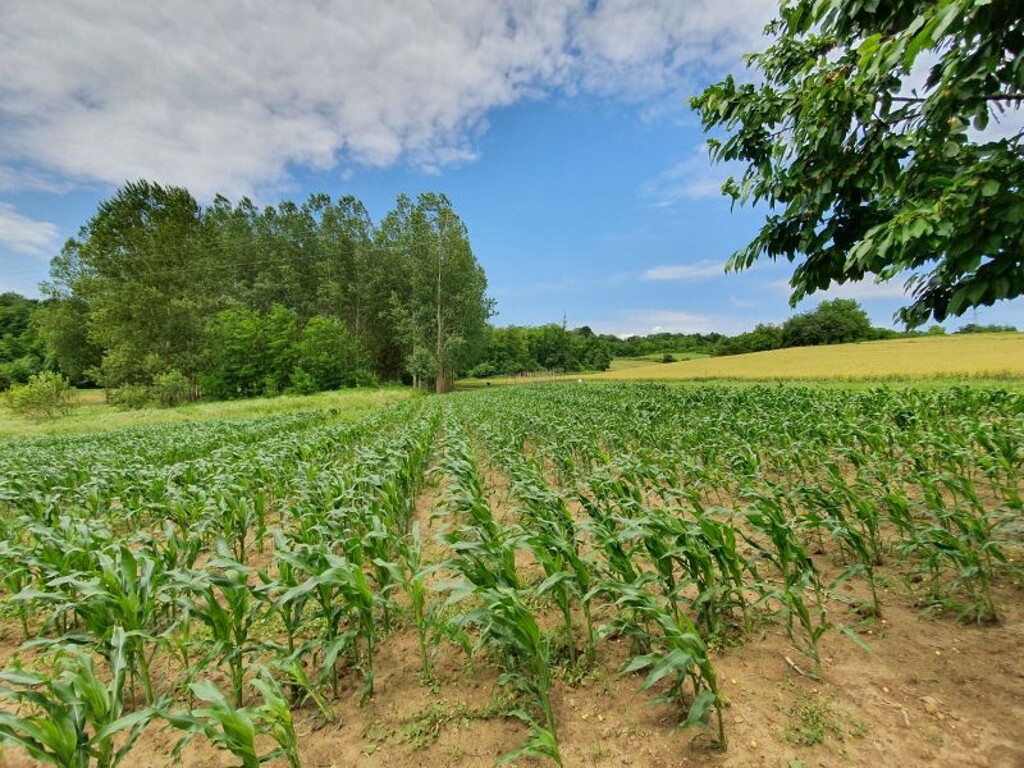 Image 15