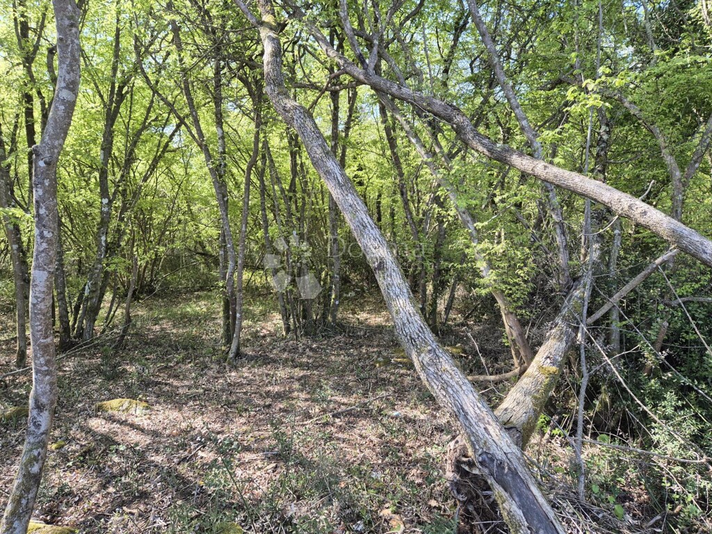 Image 14