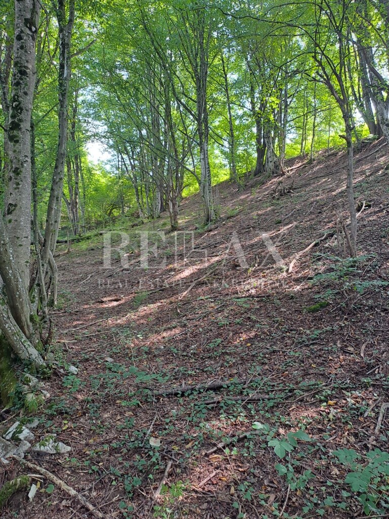 Image 15