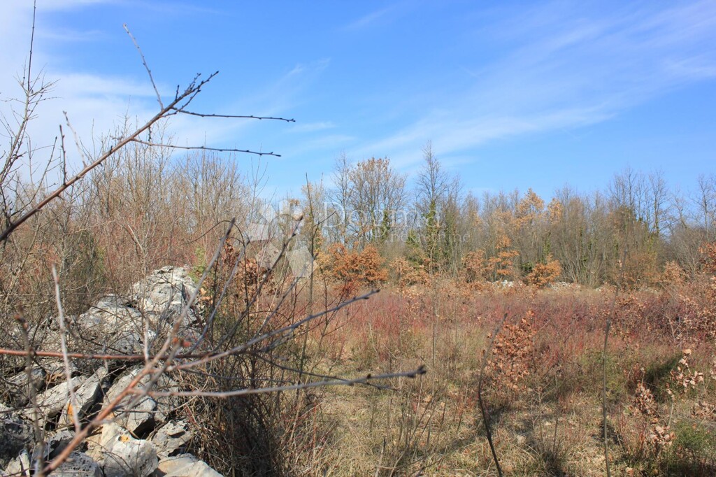 Image 21