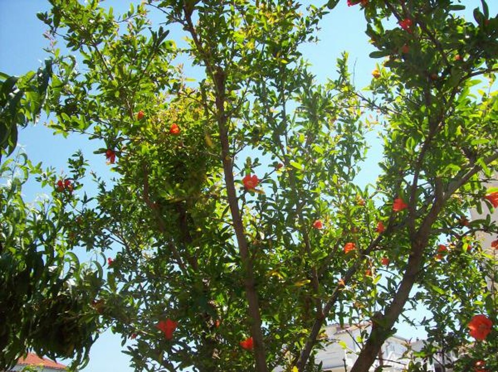 Image 3838995 - 27