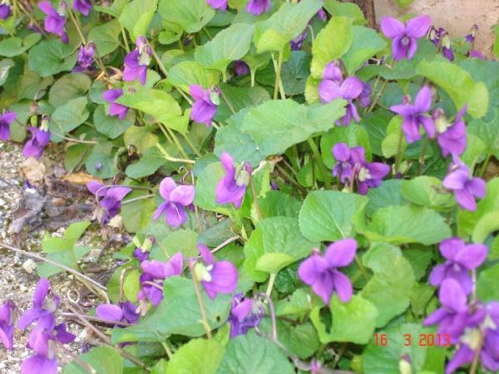 Image 3811096 - 14