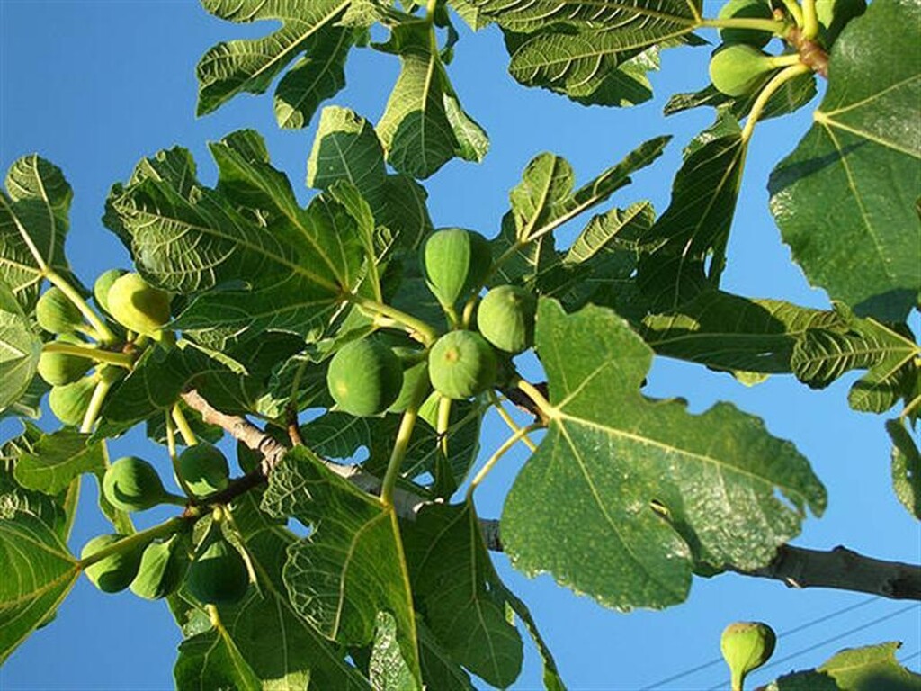 Image 3813828 - 14