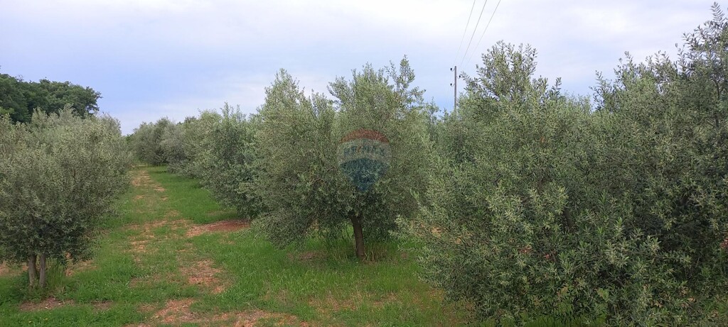 Image 13