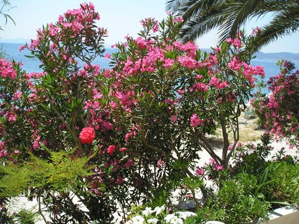 Image 3811426 - 13