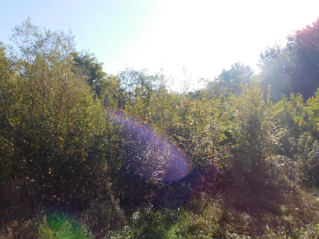 Image 16
