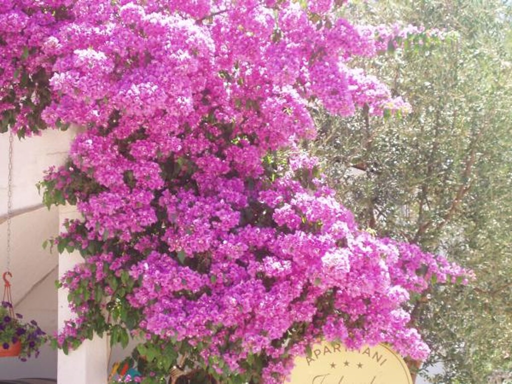 Image 3812636 - 8